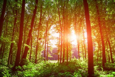 Orman ağaçları güneş ışığı arka plan üzerinde.