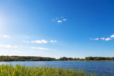 Resimli orman ve nehir.