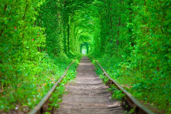 Uma ferrovia no túnel de amor da floresta de primavera — Fotografia de Stock