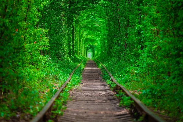 Uma ferrovia no túnel de amor da floresta de primavera — Fotografia de Stock