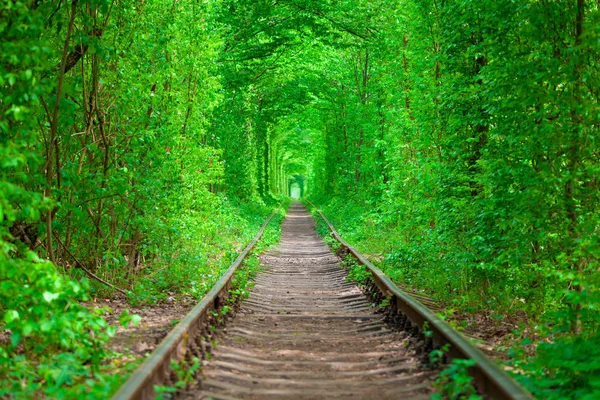 Uma ferrovia no túnel de amor da floresta de primavera — Fotografia de Stock