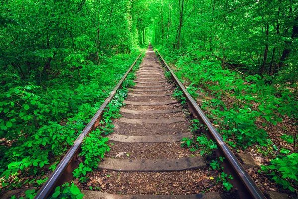 Un ferrocarril en el túnel del bosque de primavera del amor — Foto de Stock