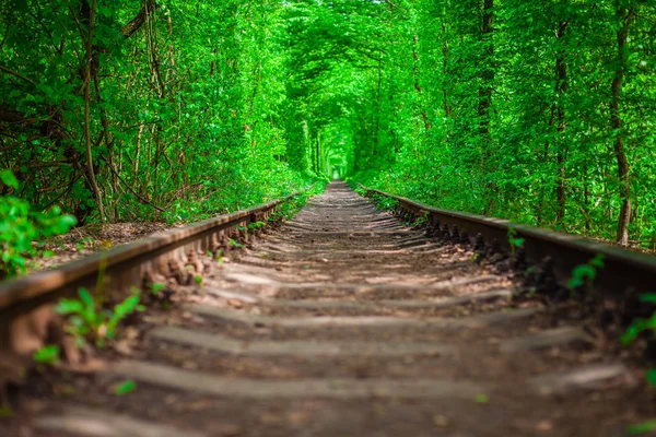 Un chemin de fer dans le tunnel d'amour de la forêt printanière — Photo