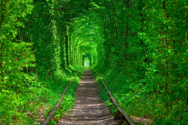 Een spoorweg in het voorjaar bos tunnel van de liefde — Stockfoto