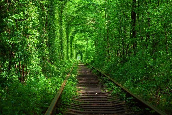 Uma ferrovia no túnel de amor da floresta de primavera — Fotografia de Stock