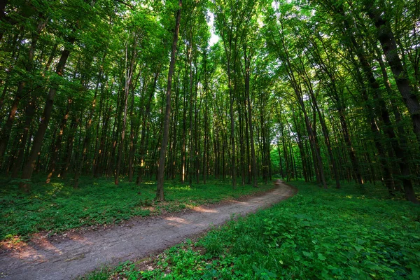 Beautiful green forest — Stock Photo, Image