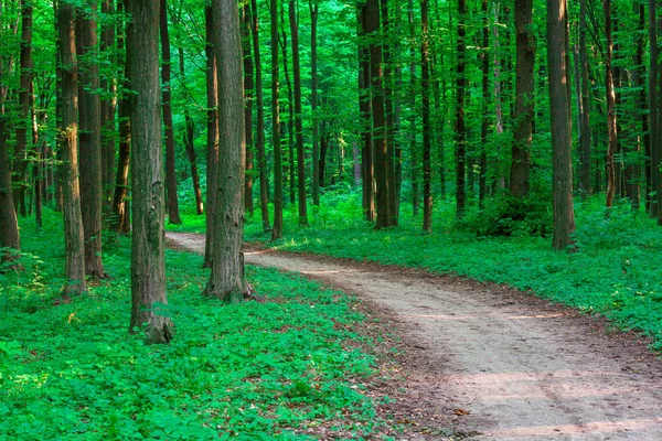 Kaunis vihreä metsä — kuvapankkivalokuva
