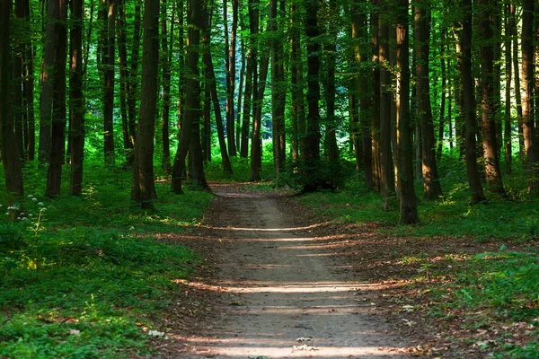 Prachtige groene woud — Stockfoto