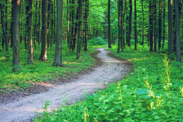 Schöner grüner Wald — Stockfoto