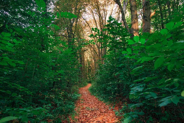 Hermoso bosque verde — Foto de Stock