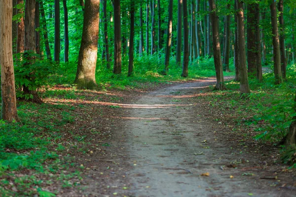 Hermoso bosque verde —  Fotos de Stock