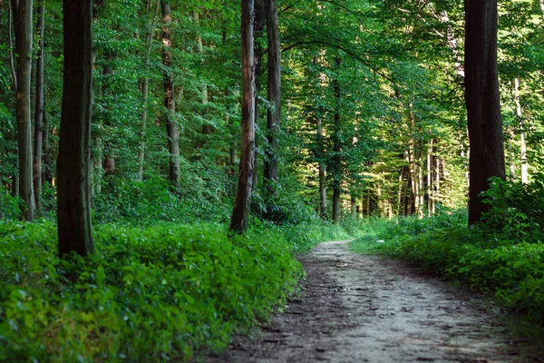 Красиві зелений ліс — стокове фото