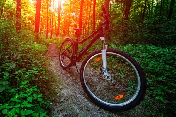 Bicicleta de montanha na floresta . — Fotografia de Stock
