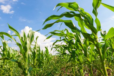 Mısır tarlasında günbatımı