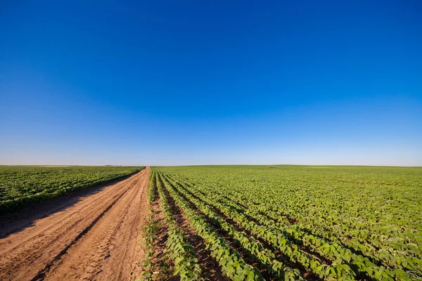 Drone com uma câmera sobre o campo verde — Fotografia de Stock