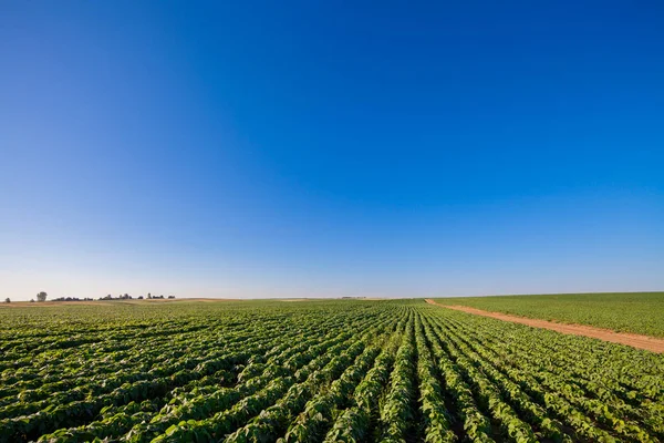 Drone con una cámara sobre el campo verde — Foto de Stock