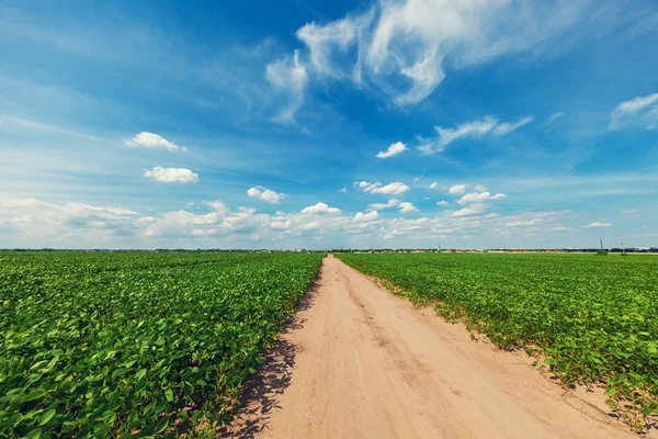 Campo verde nella giornata estiva — Foto Stock