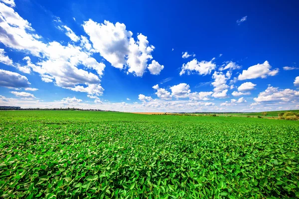 Campo verde en el día de verano —  Fotos de Stock