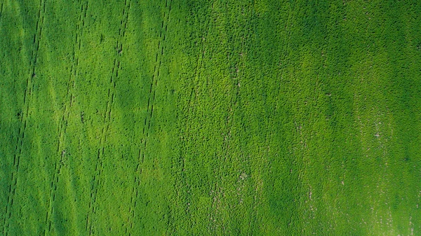 Drone com uma câmera sobre o campo verde — Fotografia de Stock