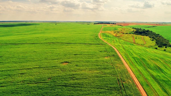 Безпілотник з камерою над зеленим полем — стокове фото