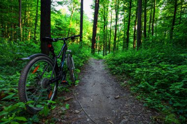 Dağ Bisiklet yaz orman içinde. Doğa