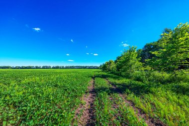 Mısır tarlasında günbatımı