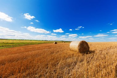 Hasattan sonra buğday tarlası 