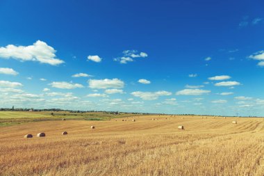 Hasattan sonra buğday tarlası 
