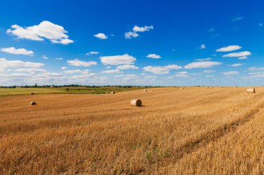 Hasattan sonra buğday tarlası 