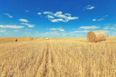 Hasattan sonra buğday tarlası 