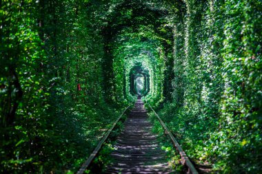 Bahar ormanın içinde bir tren 