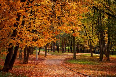 Sonbahar parkında renkli yapraklar
