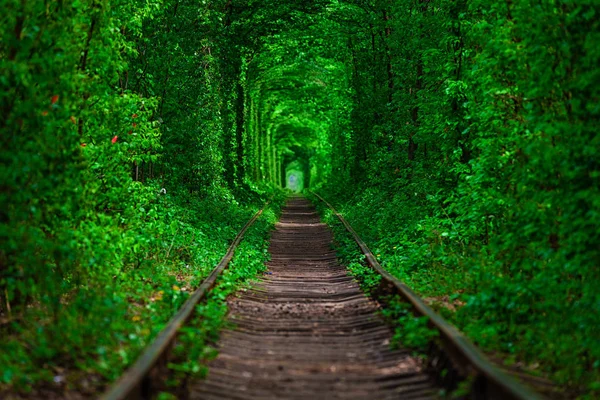 Uma ferrovia na floresta de primavera — Fotografia de Stock