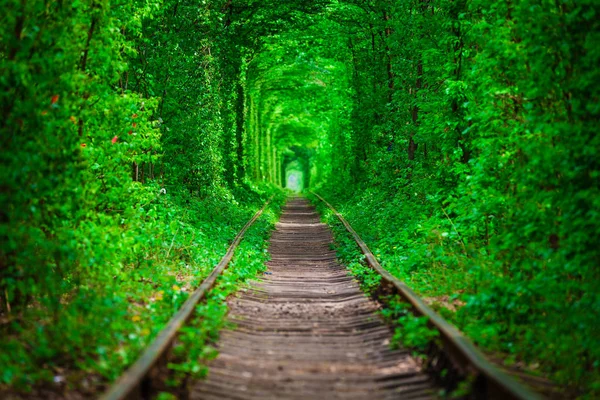 Eine Eisenbahn im Frühlingswald — Stockfoto