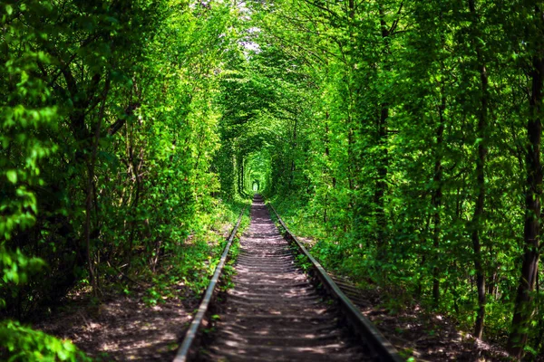 Bahar ormanın içinde bir tren — Stok fotoğraf