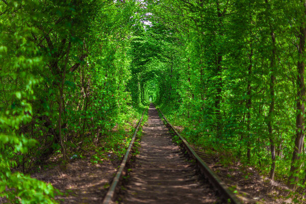 a railway in the spring forest 