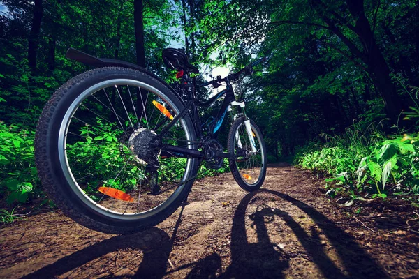 Mountain  bicycle in summer forest. Nature