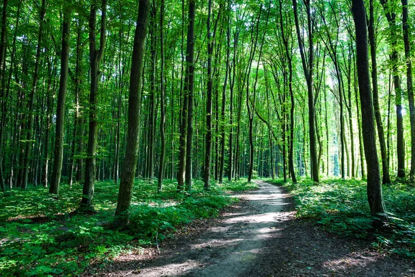 Красиві зелений ліс — стокове фото