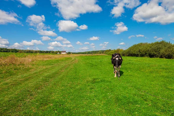 Cow in a french farm. — Stock Photo, Image