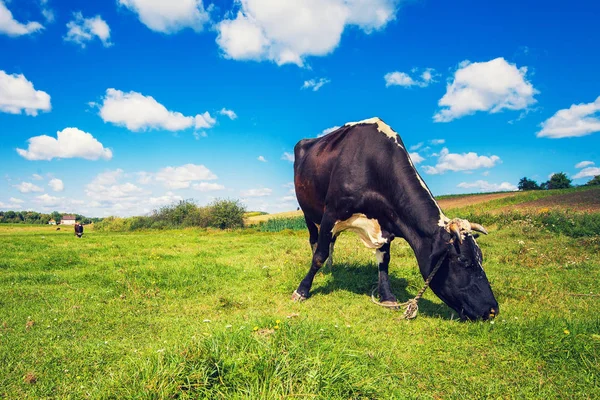 Cow in a french farm. — Stock Photo, Image