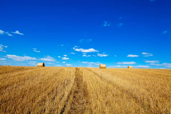 Campo de trigo após colheita — Fotografia de Stock