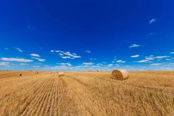 Campo de trigo após colheita — Fotografia de Stock