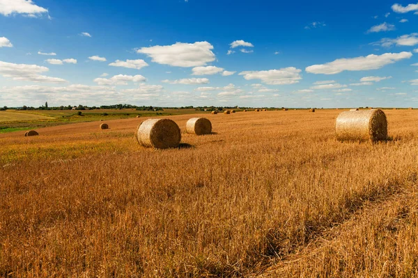 Weizenfeld nach der Ernte — Stockfoto