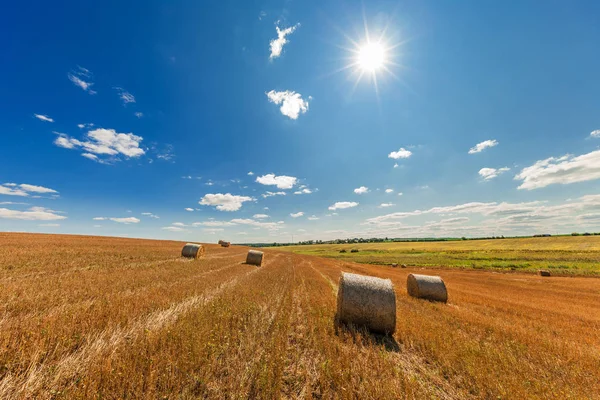 Campo de trigo após colheita — Fotografia de Stock