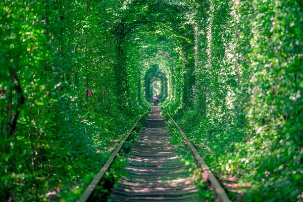 Bahar ormanın içinde bir tren — Stok fotoğraf