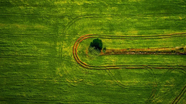 Vista aérea do campo vegetal — Fotografia de Stock