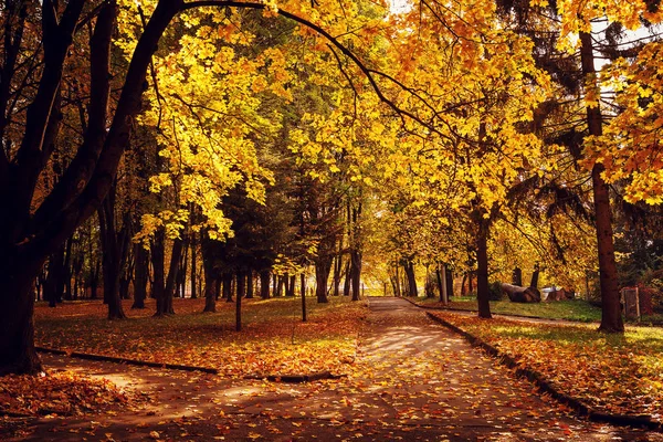 秋の公園の紅葉 — ストック写真