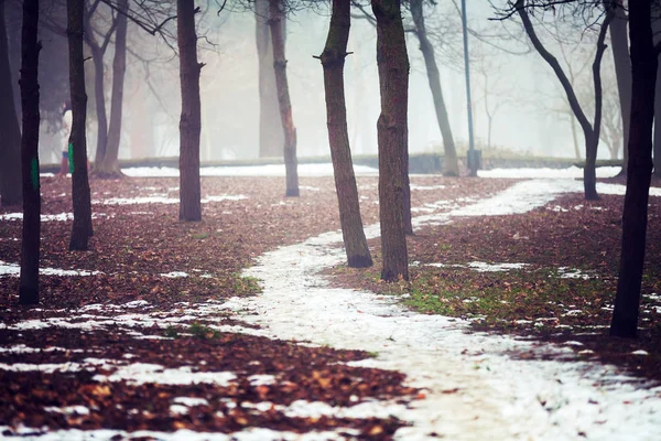 Forêt d'hiver avec arbres — Photo