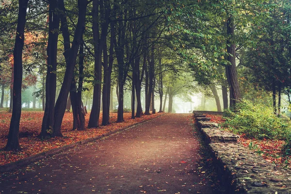 Folhagem colorida no parque de outono — Fotografia de Stock