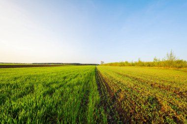 Yaz parlak alanında doğa, yeşil.